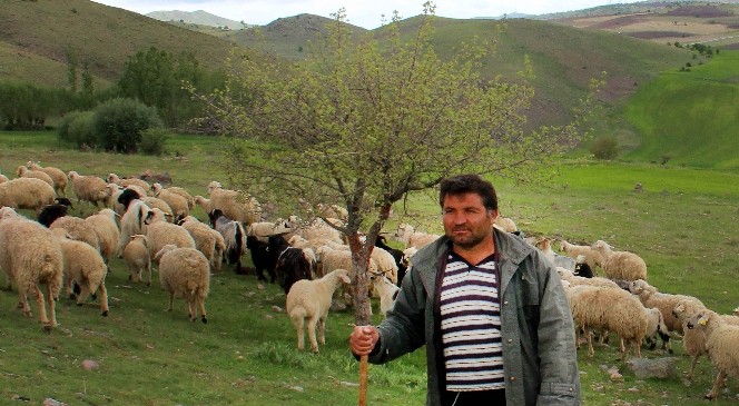 Çankaya'nın Koyunları Meralarda