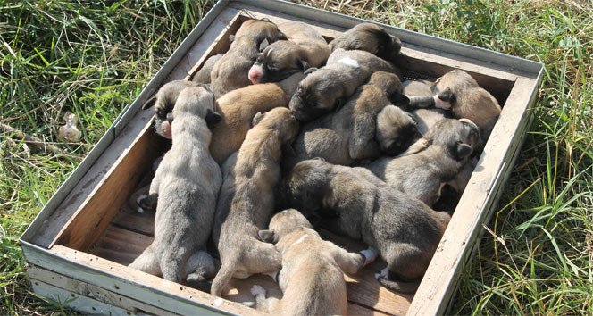 Kangal cinsi köpek tek batında 17 yavru doğurdu