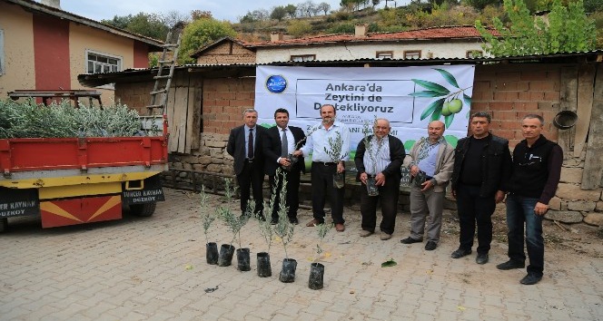 Büyükşehir’den Nallıhan'a zeytin ağaçları