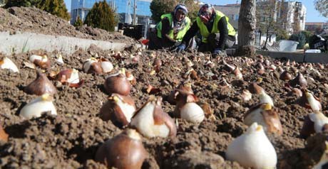 Gölbaşı’na 70 bin lale soğanı ekildi