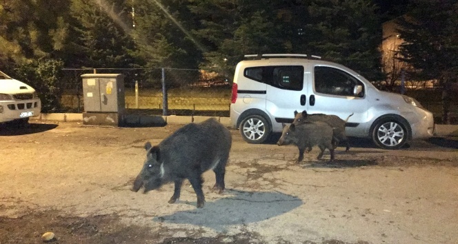 Tunceli'de yaban domuzları, şehre inmeyi alışkanlık haline getirdi