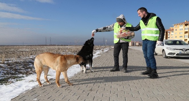 Gölbaşı Belediyesi sokak hayvanlarını unutmadı