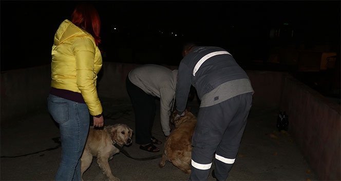 Köpeklerini kemerle döven şahıs gözaltına alındı