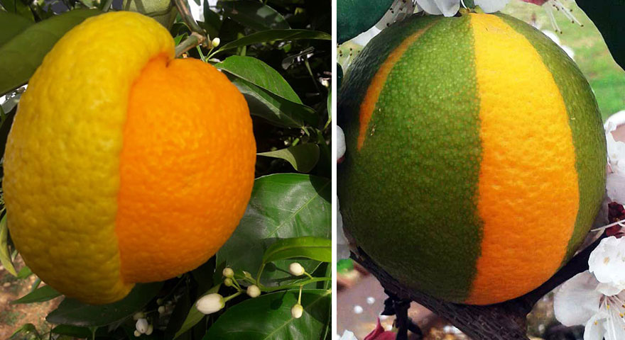 Antalya'da yarısı limon, yarısı portakal meyve hayrete düşürdü