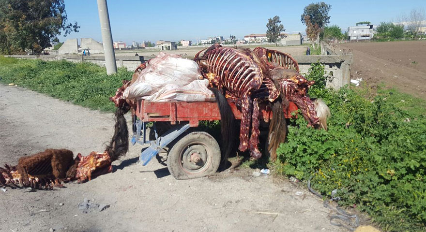 Adana’da at ve eşek kasaplarına suçüstü! Bir römork at ve eşek eti yakalandı