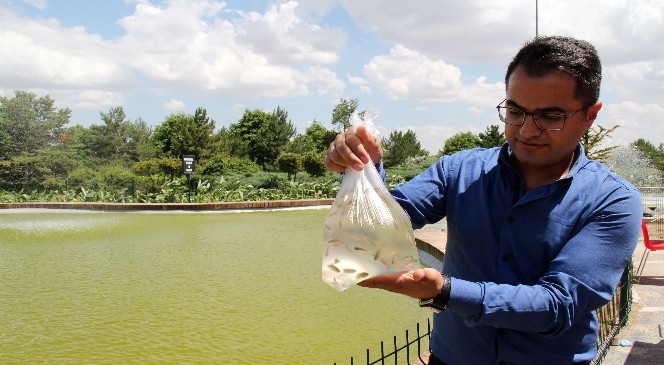 Larva Mücadelesinde Minik Balıklar İş Başında