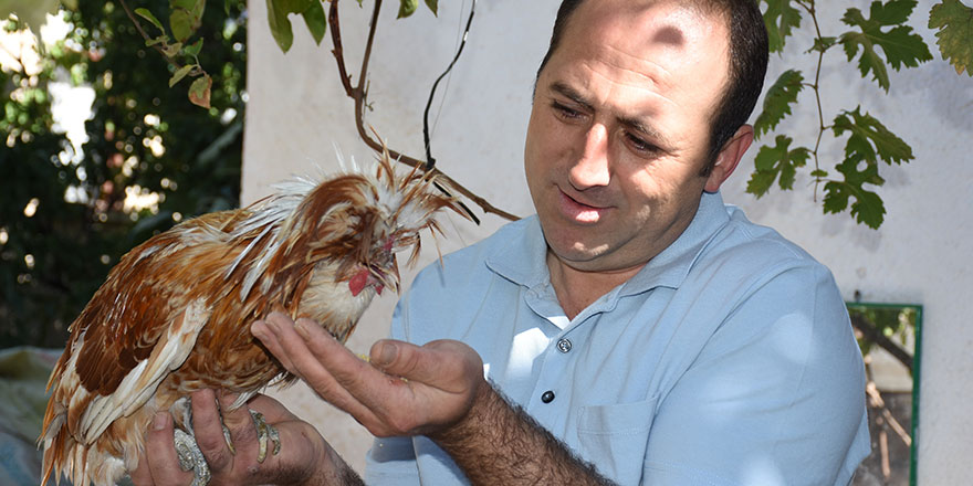 Süs tavuklarına adanan 27 yıl