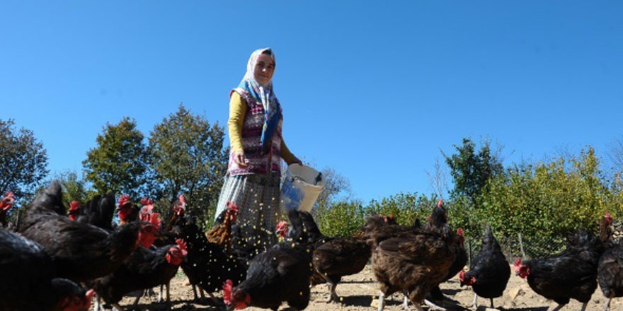 2 tavukla başladı, koca bir çiftlik sahibi oldu