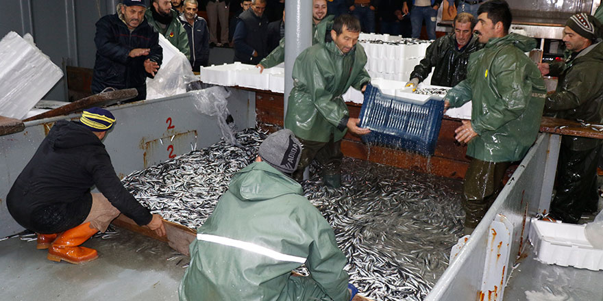 Karadeniz'de hamsi bolluğu yüzleri güldürdü