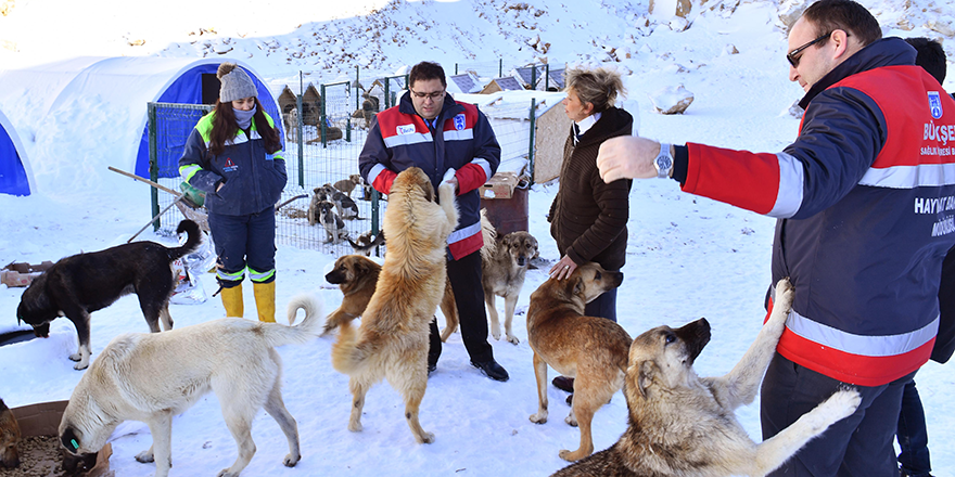 Sokak hayvanları için el ele verdiler