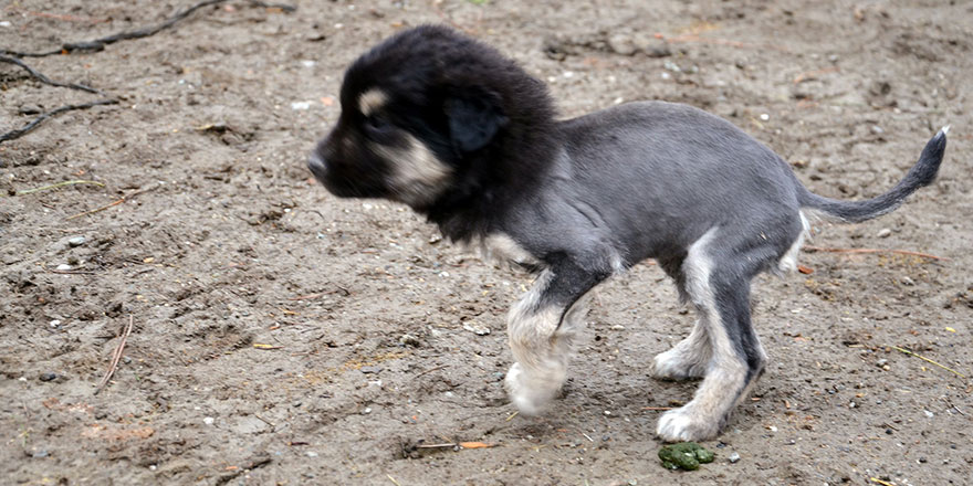 Aslan görünümlü köpek yavrusu şaşırtıyor