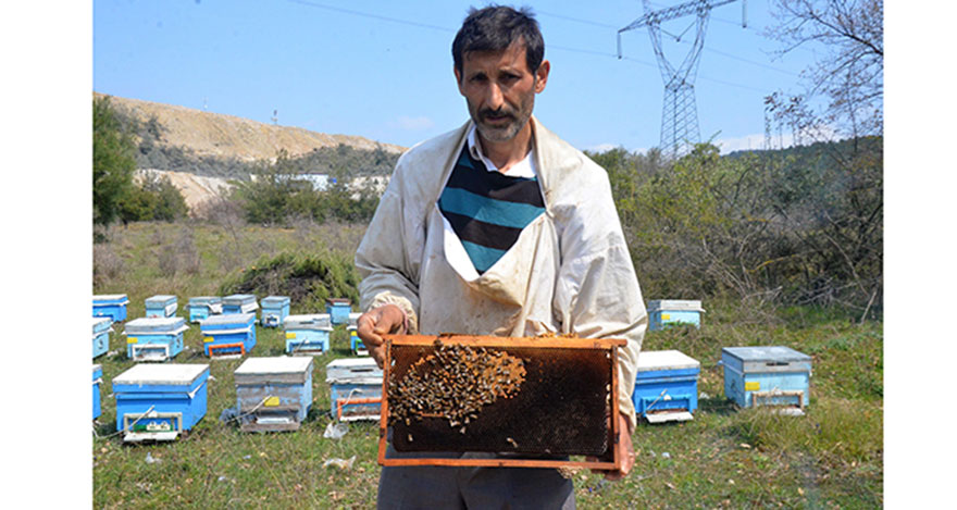 Arı ölümleri korkuttu