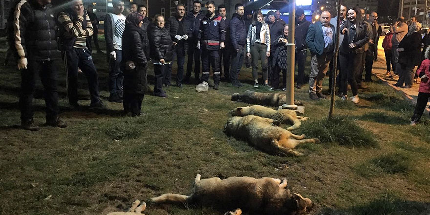 Başkent’te köpek katliamı