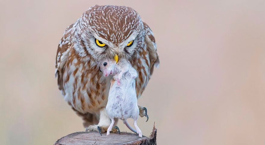 Nallıhan’da Foto Safari heyecanı