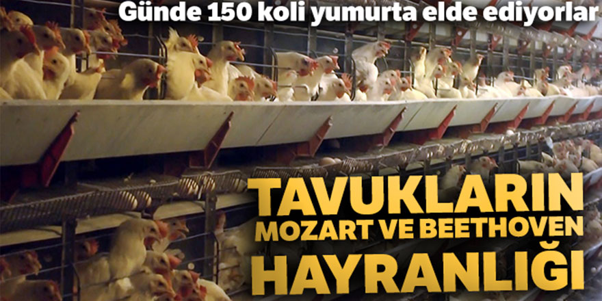 Tavukların Mozart ve Beethoven hayranlığı