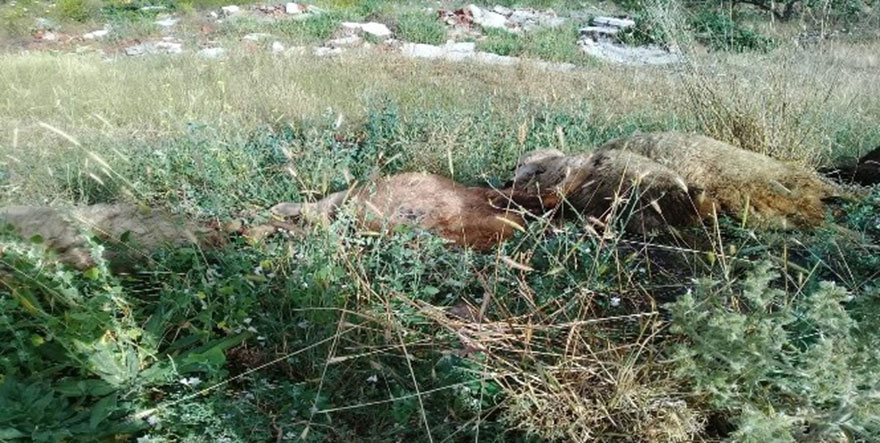 Ankara'da 10 koyun telef oldu
