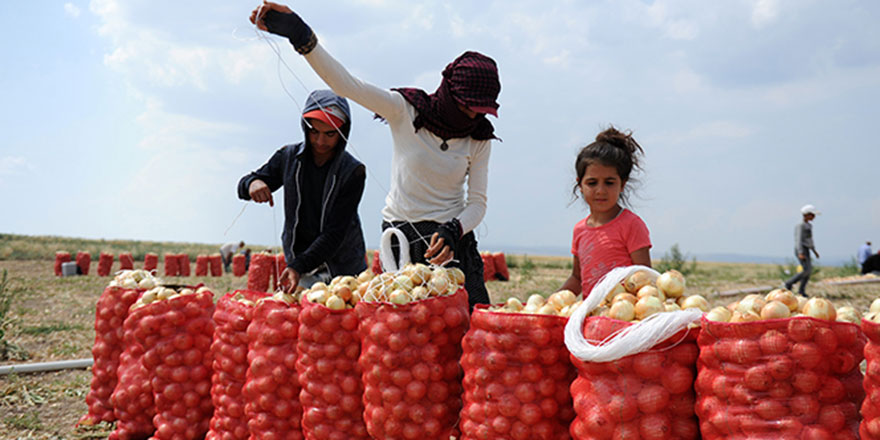 Polatlı'da soğan hasatı başladı