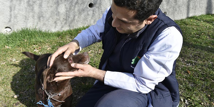 Hayvanseverlere Mamak Belediyesi’nden çağrı