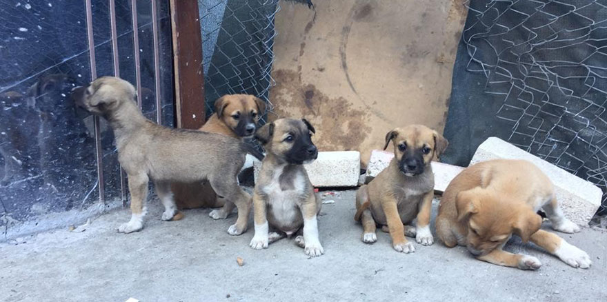 Yenimahalle'de zehirlenen 3 köpek öldü 