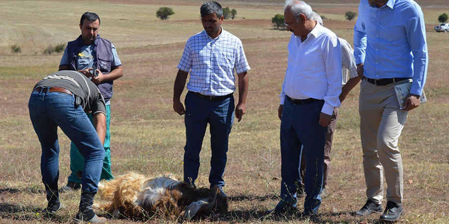 Kırıkkale'de kurtlar 15 koyunu telef etti