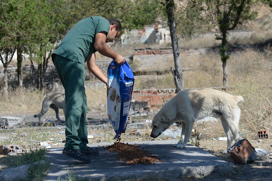 Sokak hayvanları Altındağ Belediyesi'ne emanet