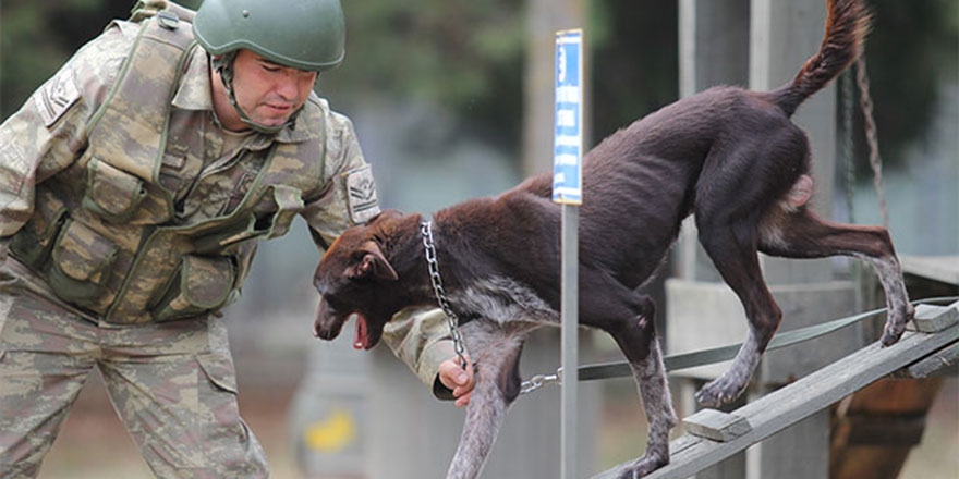 Yerli ırk köpek, sınır ötesi operasyonlarda kullanılıyor