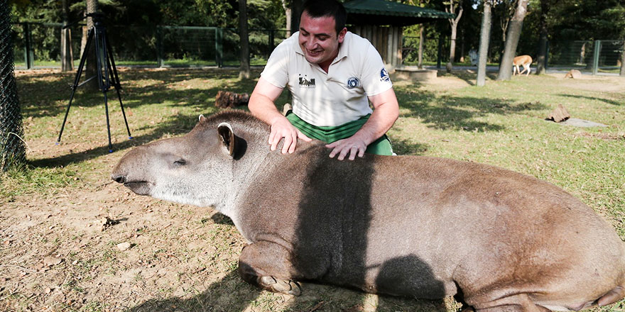 Tapirlerin masaj tutkusu