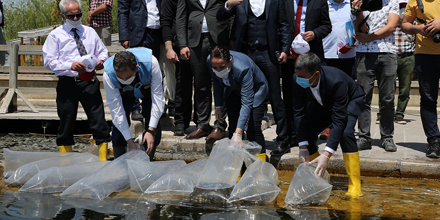 35 bin sazan Mogan Gölü'ne bırakıldı