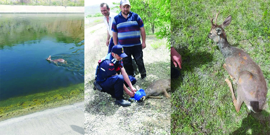 Su kanalına düşen karaca'yı jandarma kurtardı