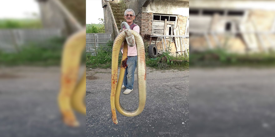 Torunlarına saldıran dev yılanı tüfekle öldürdü