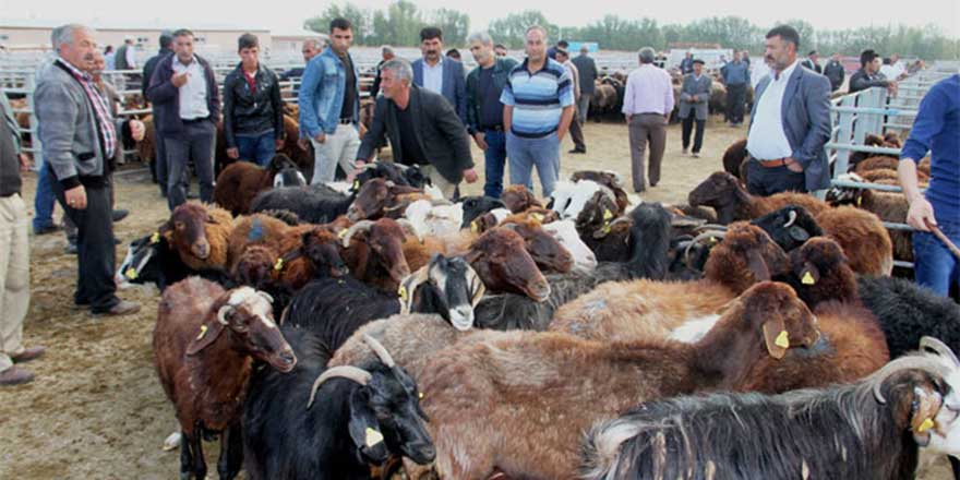 Kusurlu hayvan kurban olur mu?