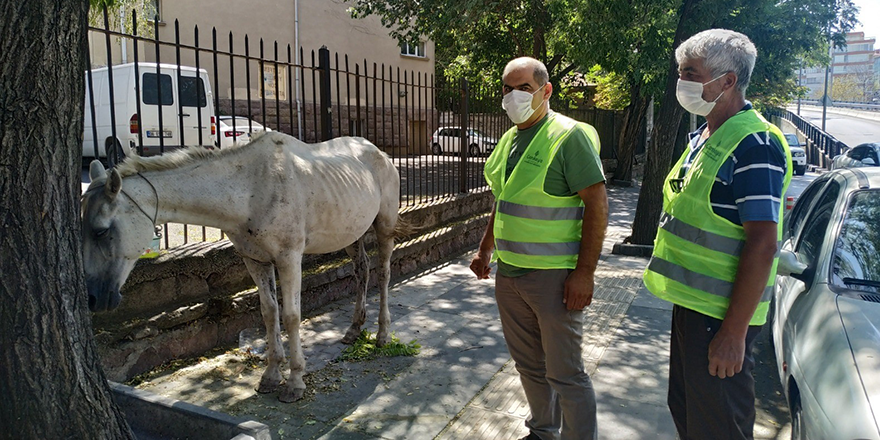 Başıboş at Ankara’nın göbeğinde 3 saat dolaştı