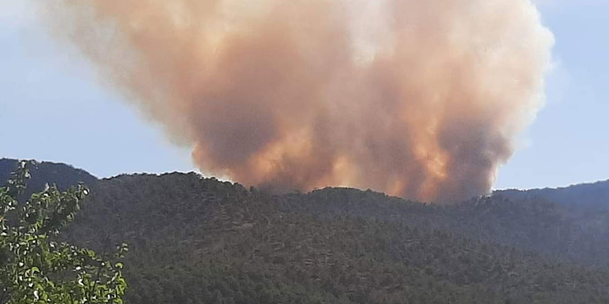 Başkentte ormanlık alanda yangın