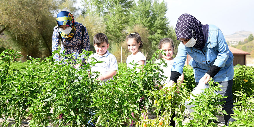 Üreğil Millet Bahçesi tarım alanı halka açıldı