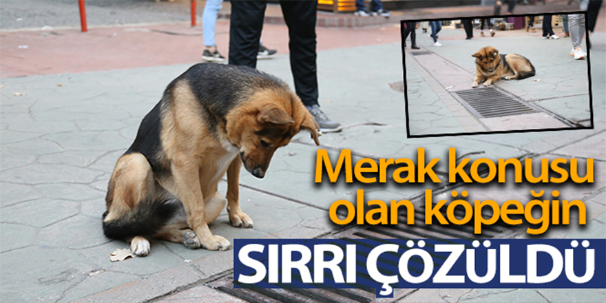 Mazgalı izleyen köpeğin sırrı ortaya çıktı