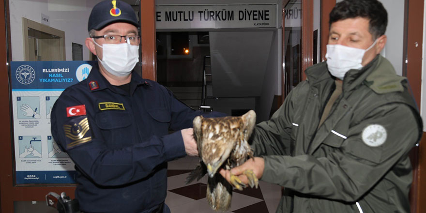 Baraj gölüne düşen kızıl şahini jandarma kurtardı