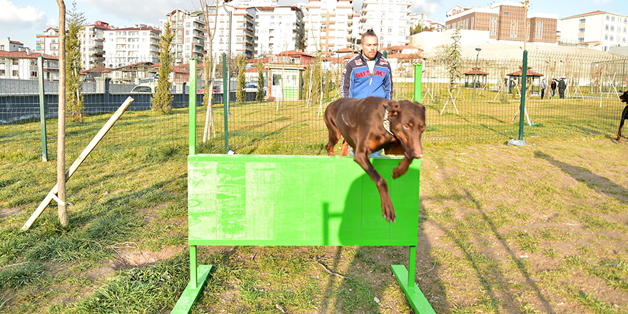 Bu park yalnızca köpeklerin