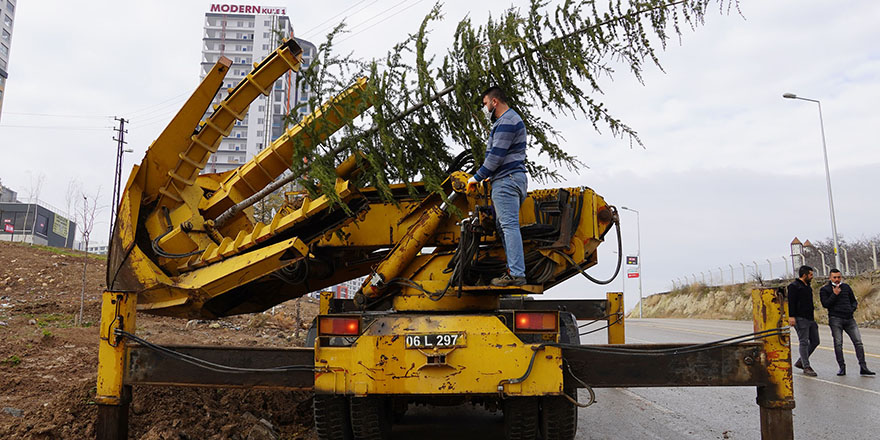 Keçiören'de ağaçlar taşınıyor