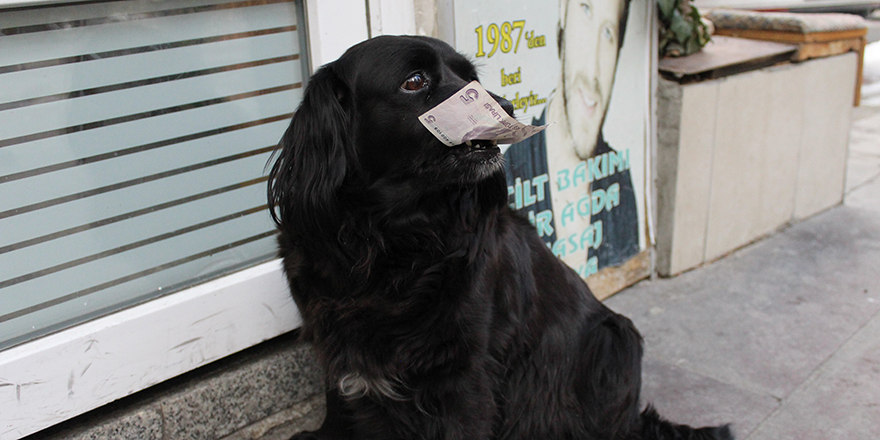 Çevreci köpek ‘Zeytin’ alışverişini kendisi yapıyor