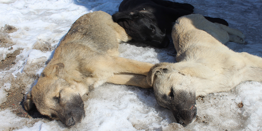 Ankara'da 3 köpeğin şüpheli ölümü
