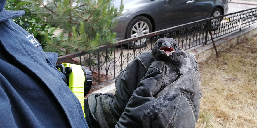 Yuvasından düşen karga kurtarıldı