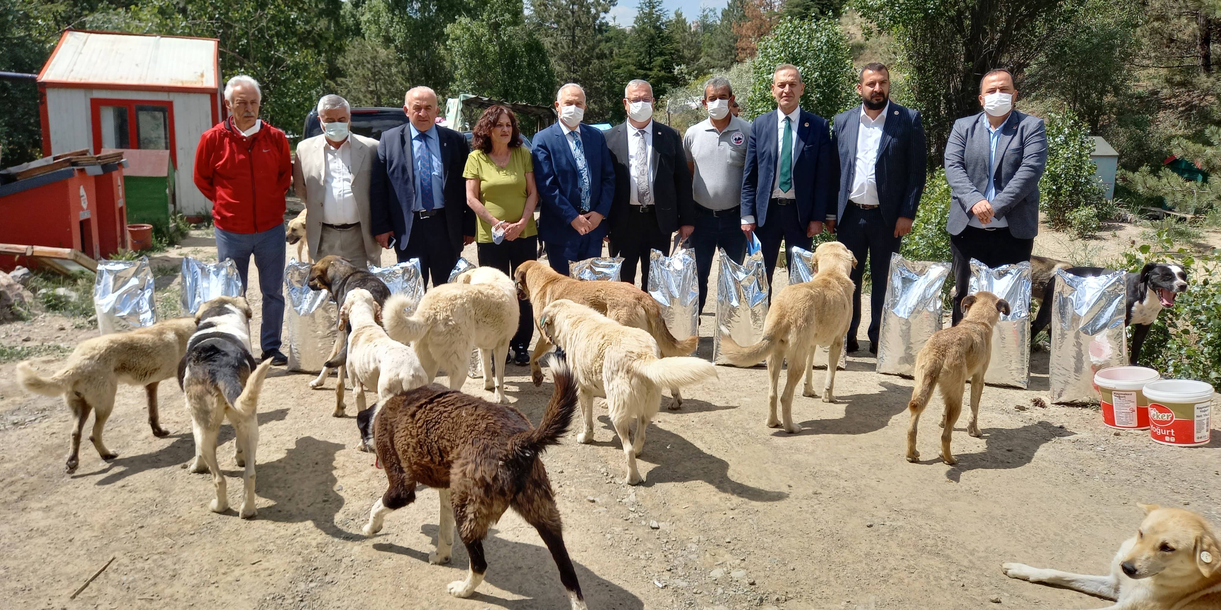 CHP, sokak hayvanlarının sorunlarını gündeme getirdi 