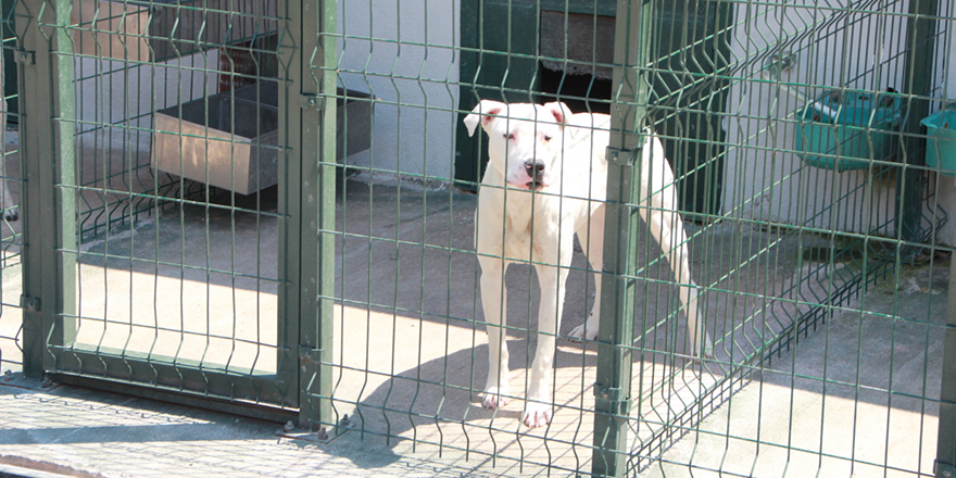 Bu köpekleri beslemenin cezası büyük