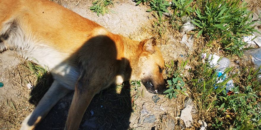 Ankara’da boş arazide telef olmuş 6 köpek bulundu