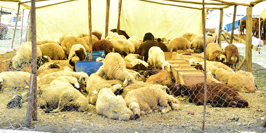 Mamak’ta kurban hazırlıkları başladı