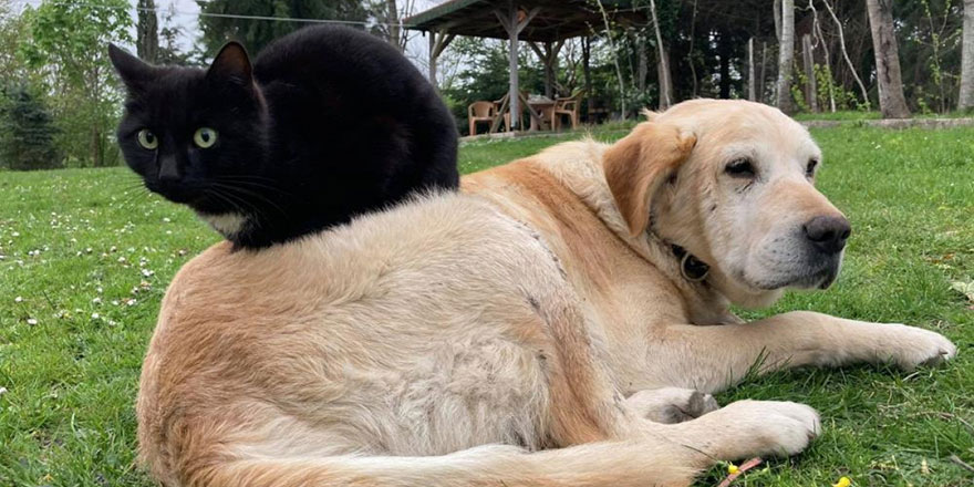 Hayvanları Koruma Kanunu Meclis'ten geçti