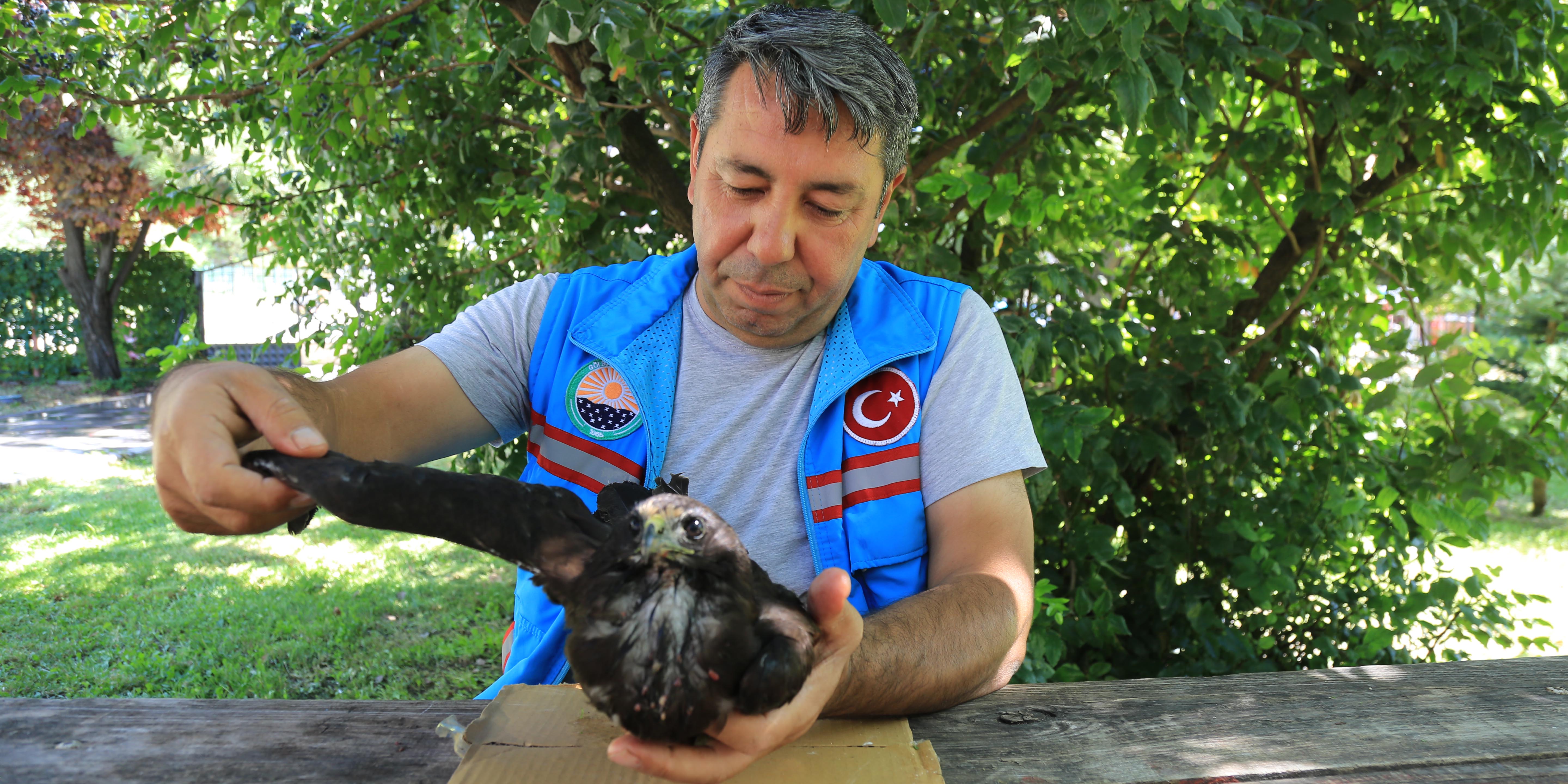 Yaralı şahin Şakir Gölbaşı Belediyesi'ne emanet