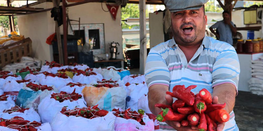 Küresel ısınma salçalık biberleri de etkiledi