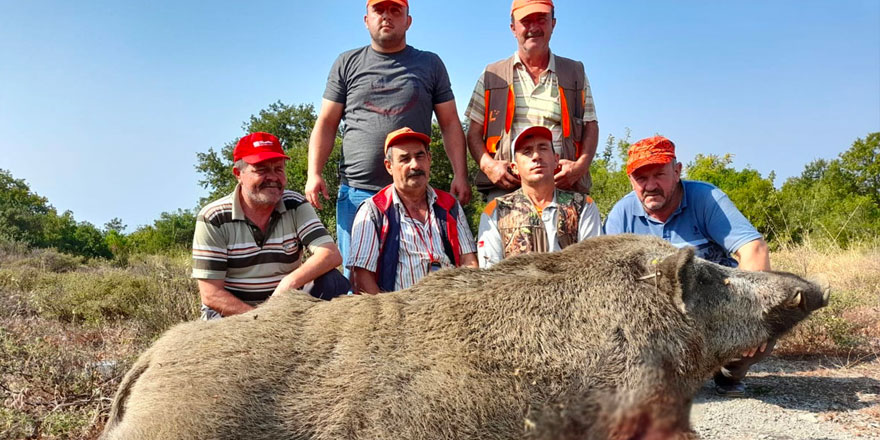 Tarlalarına danan 400 kiloluk domuzu vurdular