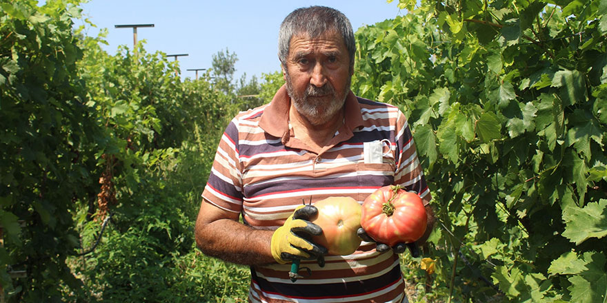 Akyurt'ta hedef ata tohumunu yaygınlaştırmak